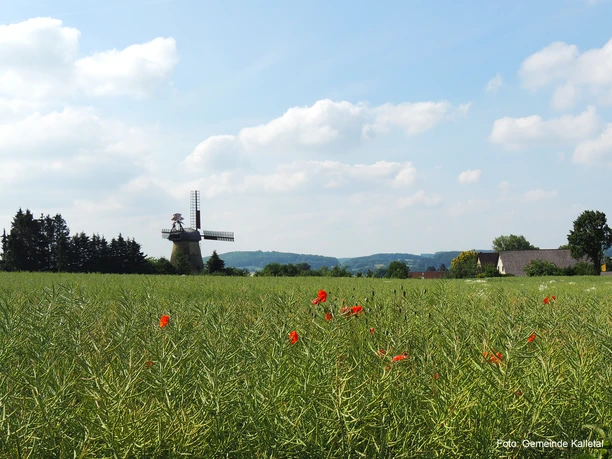 Windmühle Bentorf mit Kornfeld im Vordergrund