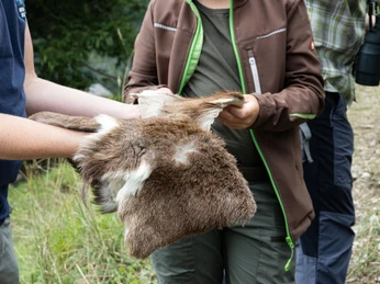 En route avec le Ranger dans l'habitat du chevreuil Ein Exkursionteilnehmer fasst das Felle eines Rehs anAn excursion participant touches the hide of a deerUn participant à l'excursion touche la peau d'un chevreuil