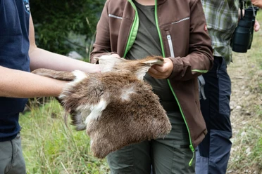 Unterwegs mit dem Ranger im Lebensraum des Rehs Ein Exkursionteilnehmer fasst das Felle eines Rehs an