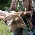 Unterwegs mit dem Ranger im Lebensraum des Rehs Ein Exkursionteilnehmer fasst das Felle eines Rehs anAn excursion participant touches the hide of a deerUn participant à l'excursion touche la peau d'un chevreuil