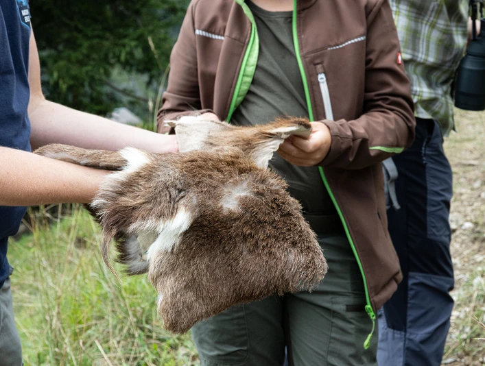 Unterwegs mit dem Ranger im Lebensraum des Rehs Ein Exkursionteilnehmer fasst das Felle eines Rehs anAn excursion participant touches the hide of a deerUn participant à l'excursion touche la peau d'un chevreuil