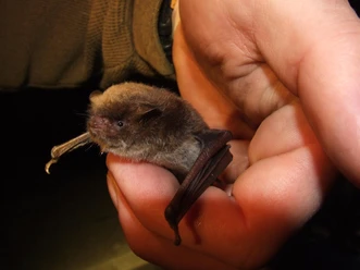 BS_Führungen Wasserfledermaus_Meier Lammering
