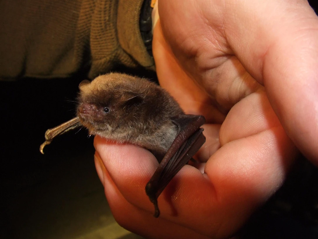 BS_Führungen Wasserfledermaus_Meier Lammering