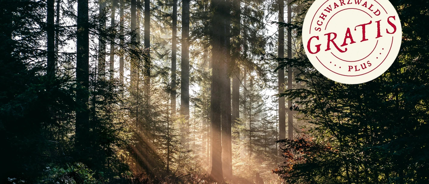 Lichtstrahlen im Wald