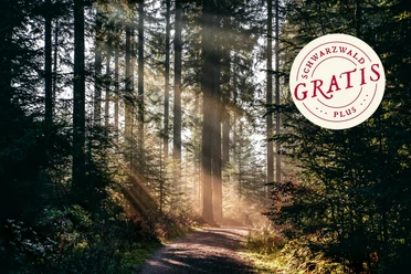 Lichtstraheln im Wald