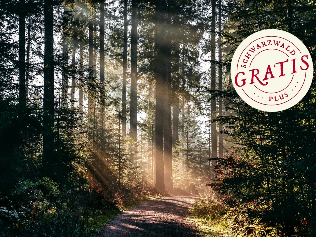 Lichtstraheln im Wald