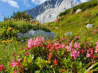 Alpenrosen mit Blick auf die Alpspitze