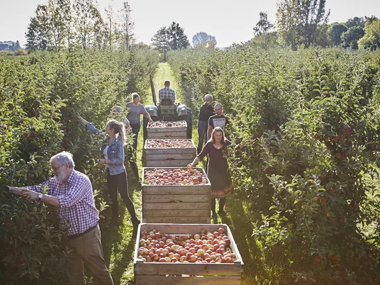 Apfelernte bei Clostermann Organics