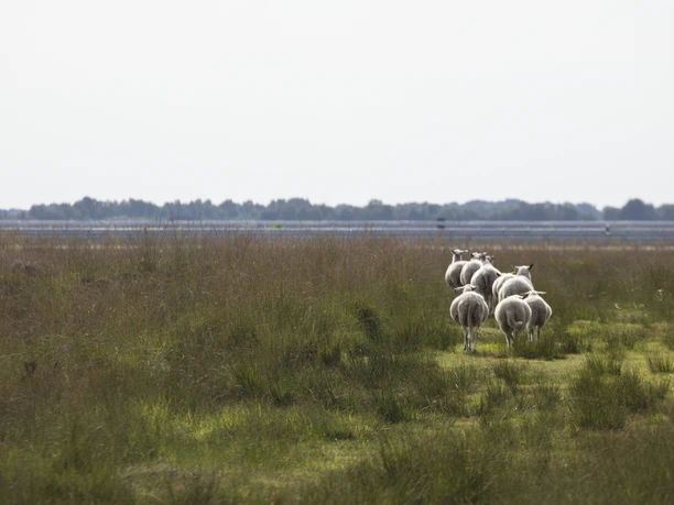 Gruppe Schafe läuft durch grasbewachsenes Moorgebiet mit Blick auf flaches Wasser in der Ferne.