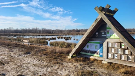 Holzinfotafel und Bank an einem Moorsee mit Gräsern und kahlen Birken unter klarem blauem Himmel.