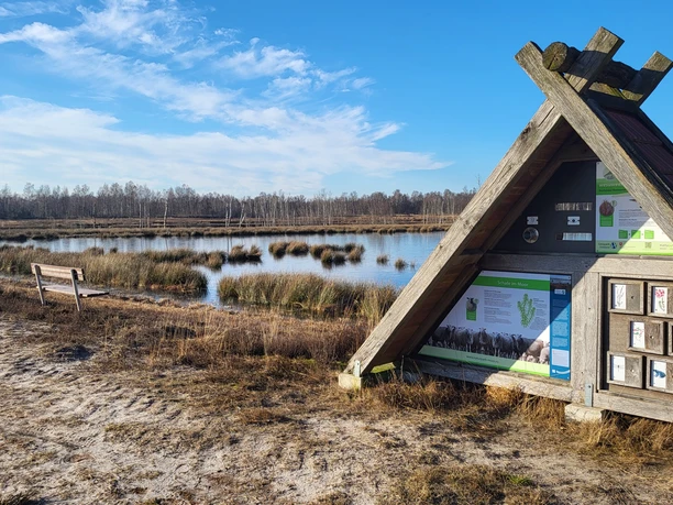 Moorkate Wesuweer Moor Holzinfotafel und Bank an einem Moorsee mit Gräsern und kahlen Birken unter klarem blauem Himmel.