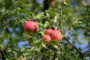 Apfelbaum Rote Äpfel hängen an einem Zweig mit grünen Blättern, im Hintergrund ein klarer blauer Himmel.