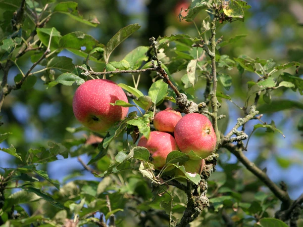 Apfelbaum Rote Äpfel hängen an einem Zweig mit grünen Blättern, im Hintergrund ein klarer blauer Himmel.