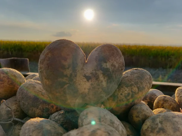 Frische Ernte vom Hof Maßmann