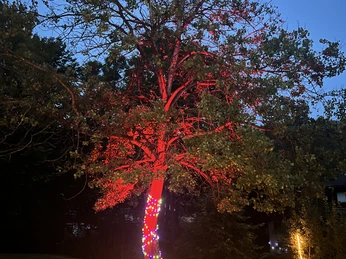 Lichterfest/ leuchtender Baum