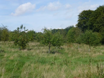 Obstwiese mit alten Apfelbäumen in einem offenen Feld, umgeben von grüner Natur und lockerem Gras.