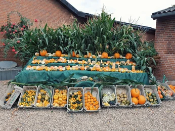 Bahleswinkelhof - Kürbisse