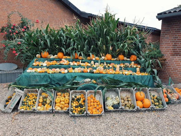 Bahleswinkelhof - Kürbisse