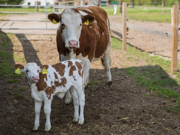 1000001116.jpg Eine braun-weiß gefleckte Kuh mit ihrem Kalb steht auf einem Bauernhofweg. Beide tragen gelbe Ohrmarken.
