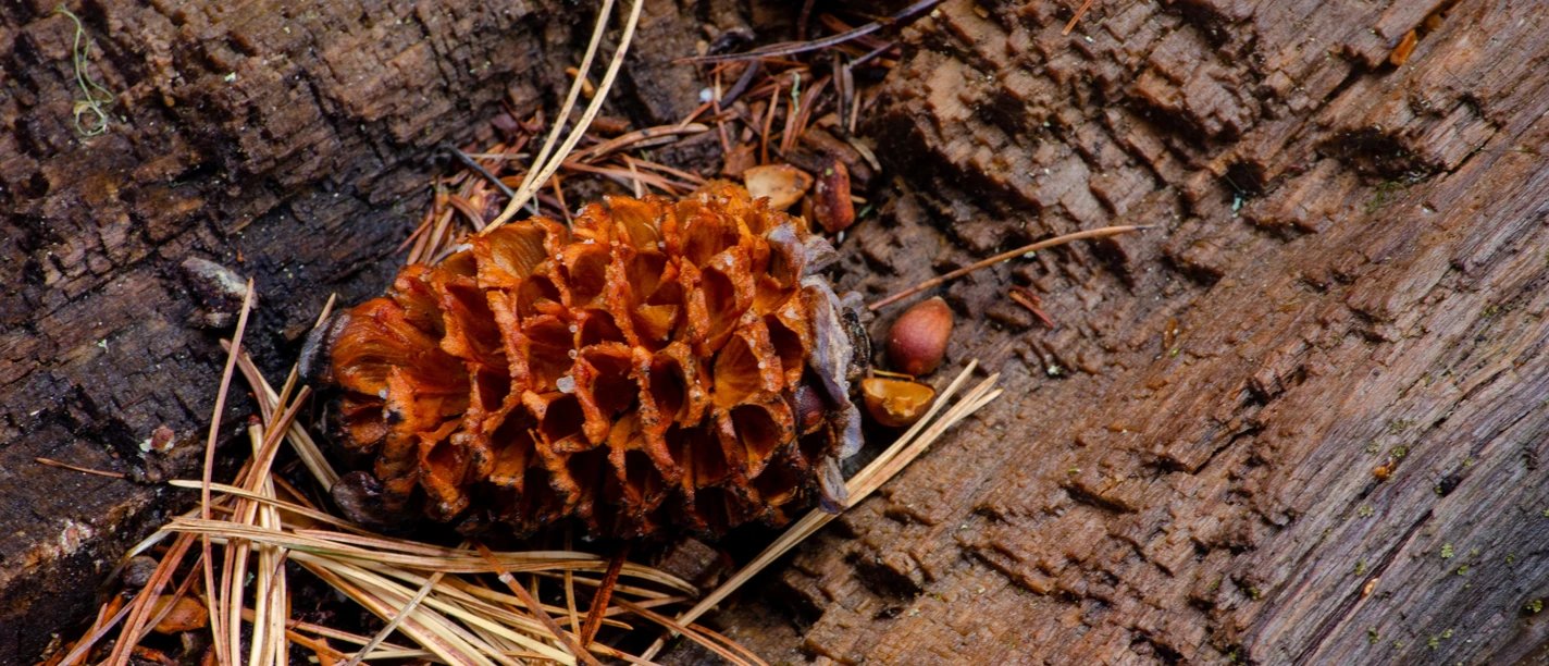 Wald- und Wiesenlabor