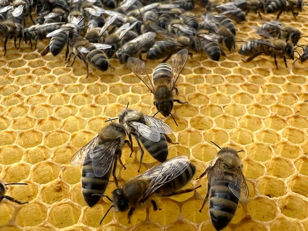 Bienenvolk von Imkerei Baden Bienenvolk von Imkerei Baden