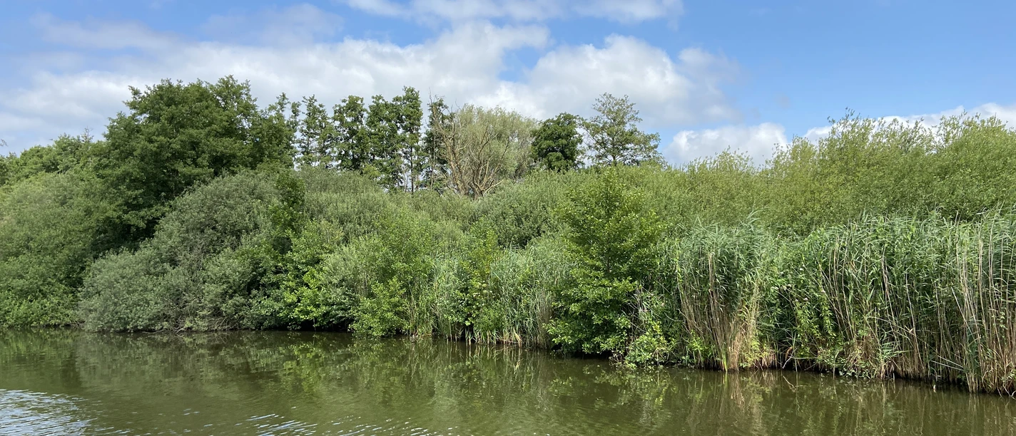 Wasser-Hagenburg-Kanal-Natur-Ufer Grüne Ufervegetation spiegelt sich im ruhigen Wasser des Hagenburg-Kanals unter blauem Himmel.