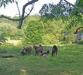 Pony Gestüt Clus1.jpg Pony Gestüt Clus