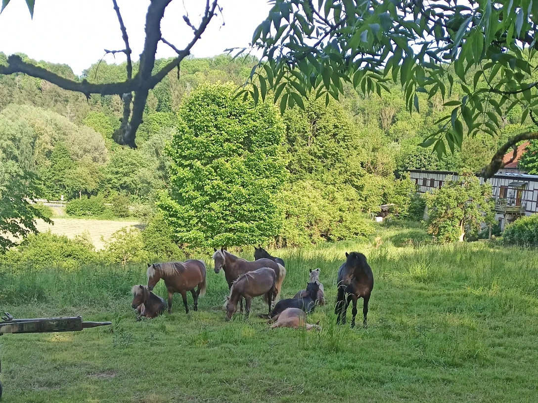 Pony Gestüt Clus1.jpg Pony Gestüt Clus