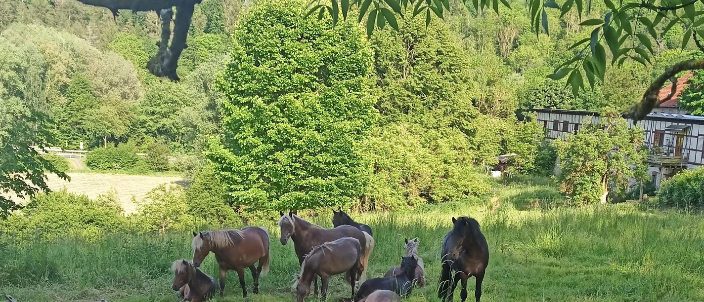 Pony Gestüt Clus1.jpg Pony Gestüt Clus