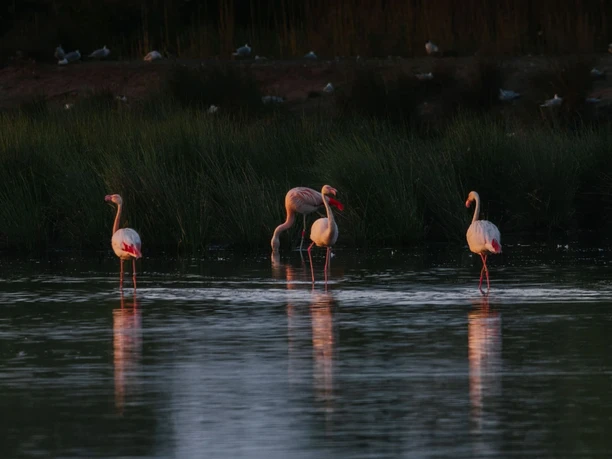 vreden-naturschutzgebiet-zwillbrocker-venn-flamingos-03
