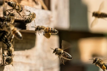 Bienen am Bienenstock