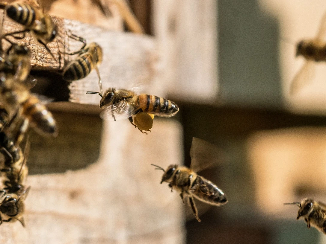 Bienen am Bienenstock