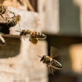 Bienen am Bienenstock