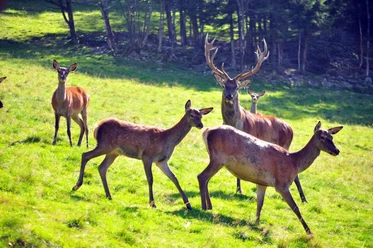 Rotwildgehege am Fuchsmichelhof mit Rehen und einem Hirsch auf der Wiese am Waldrand