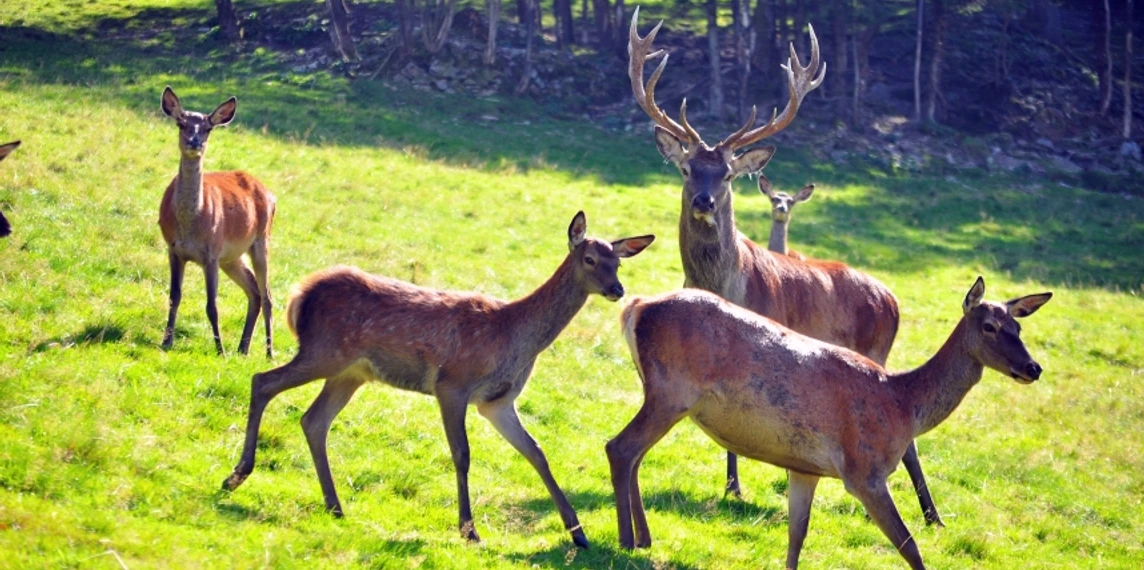 Rotwildgehege am Fuchsmichelhof mit Rehen und einem Hirsch auf der Wiese am Waldrand