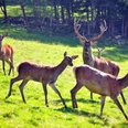 Rotwildgehege am Fuchsmichelhof mit Rehen und einem Hirsch auf der Wiese am Waldrand