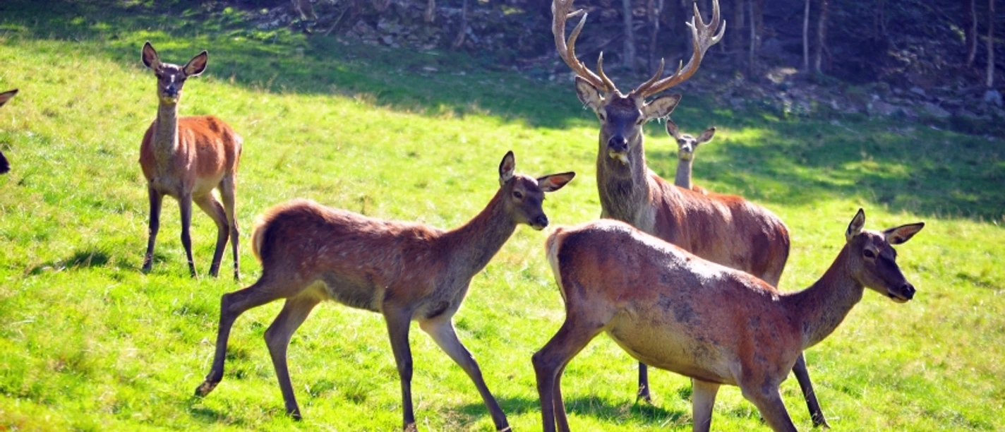 Rotwildgehege am Fuchsmichelhof mit Rehen und einem Hirsch auf der Wiese am Waldrand