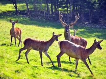 Rotwildgehege am Fuchsmichelhof mit Rehen und einem Hirsch auf der Wiese am Waldrand