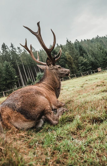 Sankenbach Hirschgehege