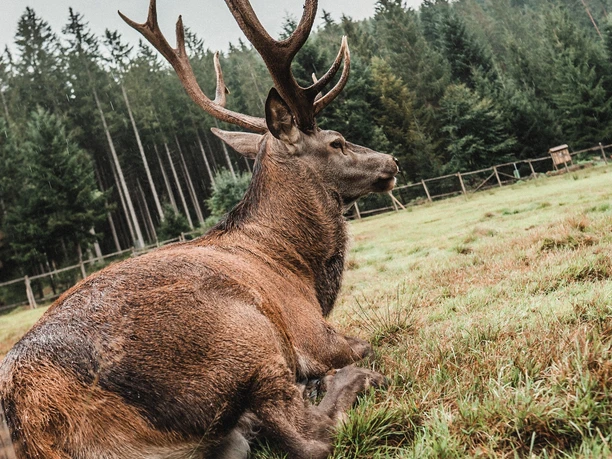 Sankenbach Hirschgehege