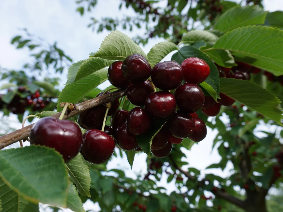 Kirschen an der Obst- und Hofladenrunde