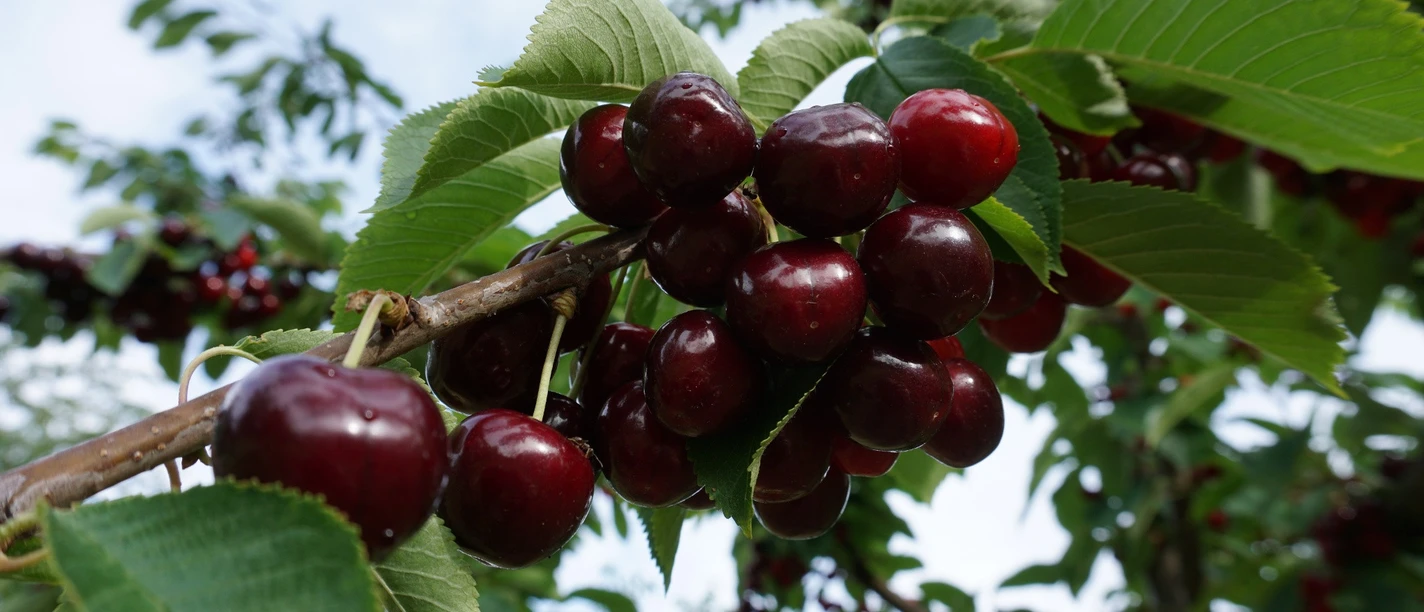 Kirschen an der Obst- und Hofladenrunde