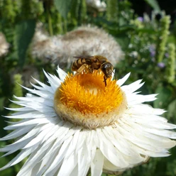 Wildbiene auf Korbblüte
