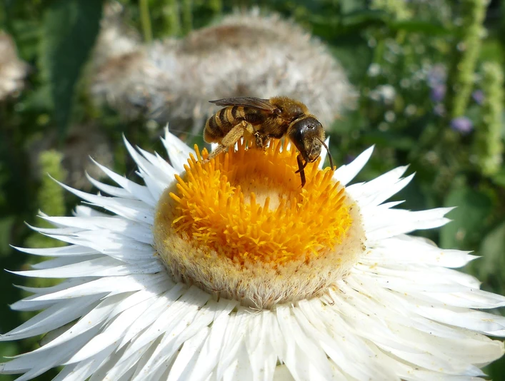 Wildbiene auf Korbblüte