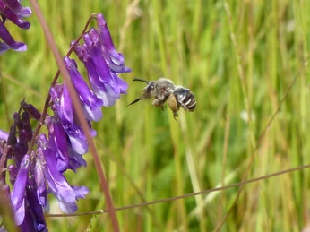 Wildbiene Anthophora aestivalis