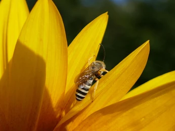 Wildbiene Halictus scabiosae
