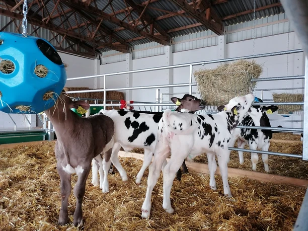 Kälbchenzoo am Hofladen und Kuhcafé Kauern