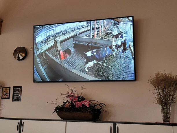 Liveübertragung aus dem Kuhstall im Café
