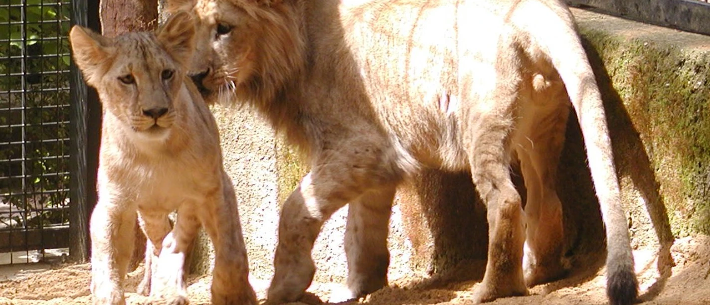 Löwen im Tierpark Chemnitz