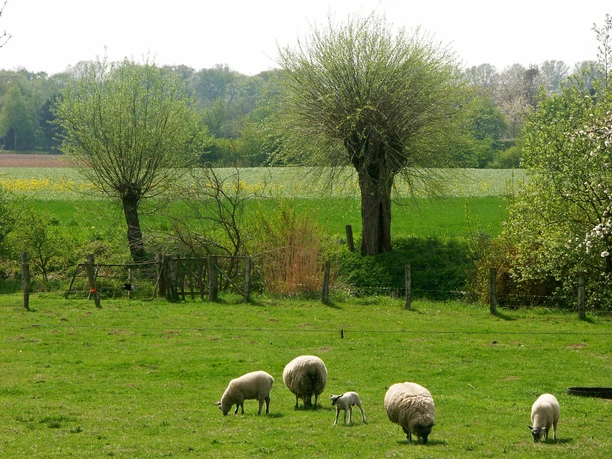 Viel Natur und für den Niederrhein typische Kopfweiden